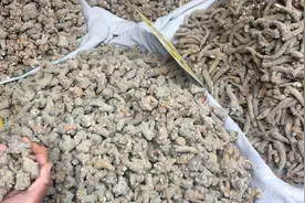 🔖三七为什么是治伤之王？著名的云南白药中主要成分就是三七，视频封面