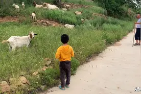 山东烟台农村，儿子听说要给只羊，不上学了，去放羊……不给就哭视频封面