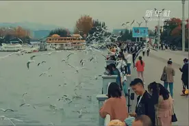 【放松两分钟 #来滇池边看红嘴鸥飞翔#】每年从10月上旬开始视频封面