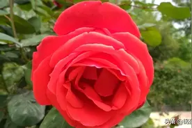 川人独有的节日——太阳出来了图片