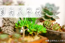 非常适合新手养殖的一款多肉-八千代 快快了解下！视频封面