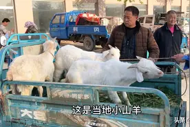 实拍：山东青岛农村大集山羊便宜了，看看现在卖多少钱一斤了视频封面
