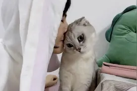 英短猫被大镜丢在家里独自生活三天，居然在猫砂盆拉了这么多！视频封面