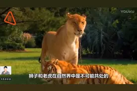老虎和狮子杂交后的狮虎兽，世界上最大的肉食动物视频封面