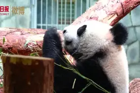 中国大熊猫“如意”“丁丁”在俄罗斯正式亮相！视频封面