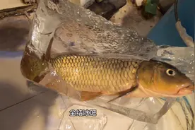 把大鲤鱼冷冻，有复活的可能吗？好奇心驱使，决定试一试！