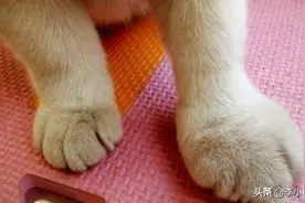 看这些被蜜蜂蛰的猫猫狗狗，有点儿心疼，但是又忍不住想笑！图片