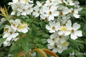 满山遍野，洁白芬芳的金樱子花，散发出阵阵清香味。图片