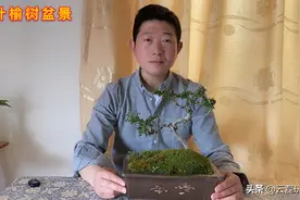 小叶榆树盆景很漂亮，你知道如何养护小叶榆吗？大家一起看看吧！视频封面