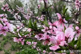 爱在春天里图片