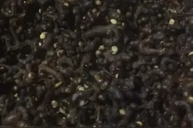 最近喜欢上泡酒了视频封面