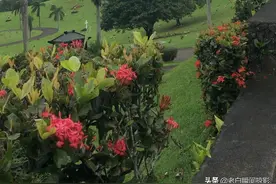墓园里的风景视频封面