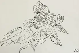 【工笔画·金鱼】白描 画稿图片