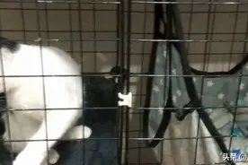 上海小猫找领养图片