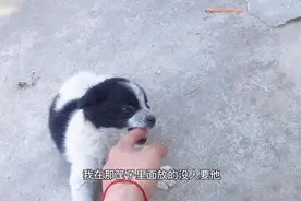 精神小伙，捡的流浪狗竟然长得一样，是缘分？是巧合？
