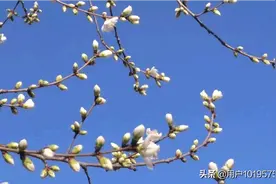 蓝天轻风健步行
春意盎然桃花红
湖边柳枝发嫩芽
待到明朝百花香图片