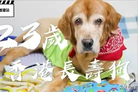 【香港最老狗】23岁金毛等同于人类140岁，狗狗主人公开四大长寿视频封面
