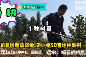 春耕：农村小伙教你种橘子树，一口气种3棵不费力！#西瓜新人#视频封面