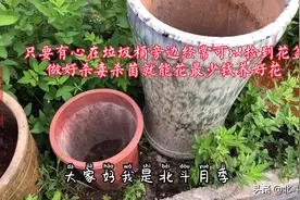只要有心在垃圾桶旁边经常可以捡到花盆做好杀毒杀菌就能养花视频封面