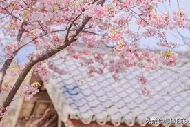 中国最美的春天！

园林里亭台楼阁，小桥流水，映照垂柳繁花。

图片