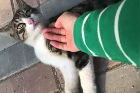 中国特有的狸花猫，可以是占山为王的霸主，可以是黏人的小可爱视频封面