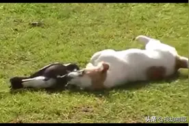 小奶狗和喜鹊玩的不亦乐乎视频封面