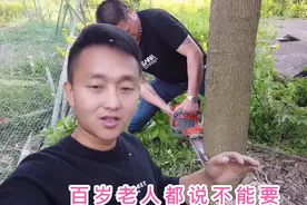 农村有句俗话“养儿不栽樟”，百岁老人说赶紧砍掉，真的有影响吗