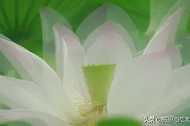 漂亮的荷花仙子图片