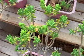 多肉植物之八千代-论大个头观赏性的八千代视频封面