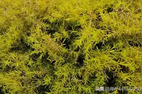 不同角度能看到不一样的风景。图片