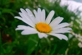 移步换景诗剧：小白菊图片