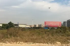 喜鹊大战乌鸦视频封面