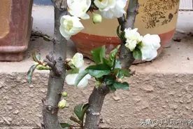 北美海棠，木瓜海棠，贵人果！可售！13854919006图片