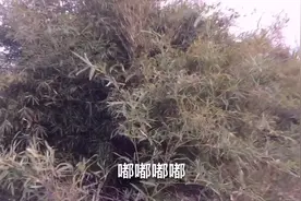 发现河里有1只水鸭子，一下子就钻到水里跑掉了速度真快。视频封面