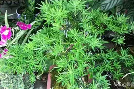有人问：云南凭什么叫植物王国？就凭云南十八怪：鲜花四季开不败图片