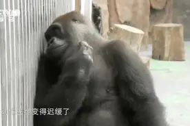 #正大综艺动物来啦# 【38岁大猩猩减肥？饲养员：心疼！视频封面