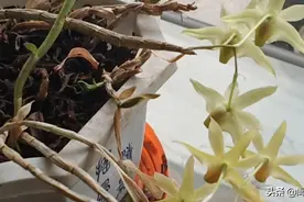 这些都是药材图片