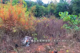 农村的一只公鸡带着一群母鸡去树林找虫子吃，有没有想吃土鸡朋友视频封面