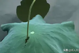 深圳洪湖公园图片