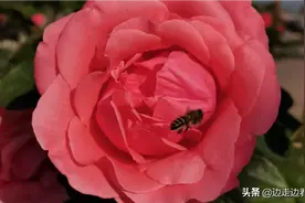小蜜蜂都爱上了你的娇艳欲滴图片