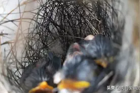 黄腹鹪莺育雏记录第五天下午四点图片