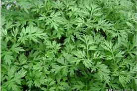 老农说割艾草有时间限制，前三后四最好，啥是前三后四？答案来了图片