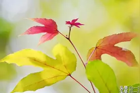 枫香树，给你一份小清新图片