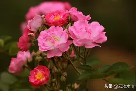 七姊妹，蔷薇的一种。真是名如其花，一朵朵的簇在一起很是好看。图片