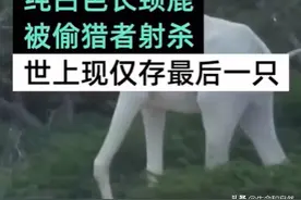 白长颈鹿被猎杀，世界目前仅剩一只了！视频封面