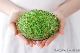 奇亚籽竟然长出芽苗了！视频封面