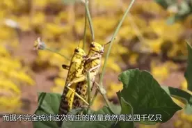 四千亿只蝗虫接近中国，我国用一招解决，网友直呼太牛了！视频封面