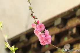 香格里拉大佛寺转经筒图片