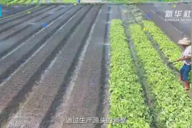 抢答题：中国为什么能一年四季吃到蔬菜？视频封面