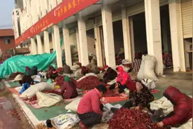 河南实拍：中国三樱椒之乡，辣椒都出口了。视频封面